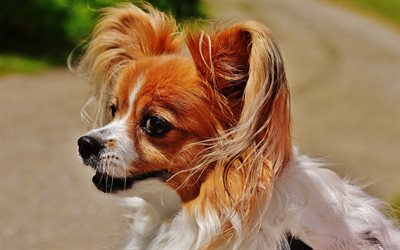 Cavalier King Charles Spaniel, 4k, dogs, cute animals, spaniel