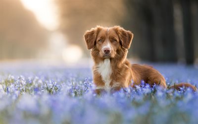 brown puppy, labrador, brown retriever, blue wildflowers, pets, dogs