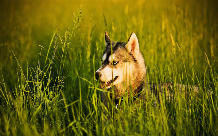 Perro Husky, c&#233;sped, animales lindos, verano, mascotas, Husky Siberiano, perros Husky