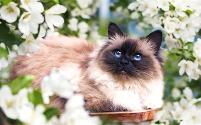 Siamese cat, big fluffy cat, pets, blue eyes, cats, cute animals