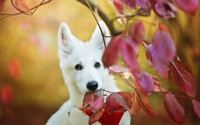 White Swiss Shepherd, autumn, puppy, pets, close-up, White Shepherd, dogs, Berger Blanc Suisse, White Shepherd Dog