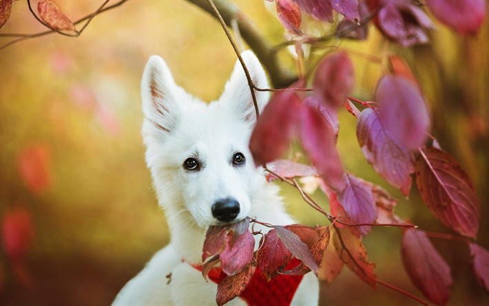 白いスイスの羊飼い, 秋, 子犬, ペット, 近, 白い羊飼い, 犬, 白いスイスの羊飼い犬, 白い羊飼い犬