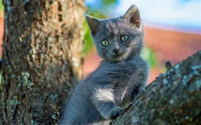 little gray kitten, green eyes, british shorthair, cute animals, cats