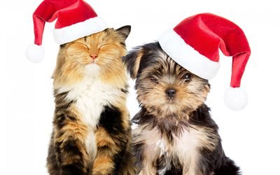 Christmas, dog and cat, Yorkshire terrier, cute animals, New Year, Christmas hats, friendship concepts