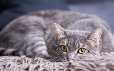 gray cat, lying cat, green eyes, British cat, pets, cats
