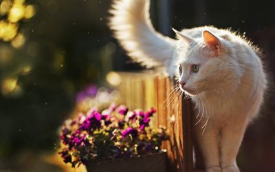 4k, Turkish Angora, bokeh, lawn, cats, white cat, pets, Turkish Angora Cat