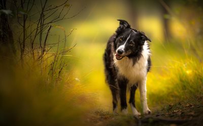 Border Collie, black dog, pets, cute animals, autumn, forest, green grass
