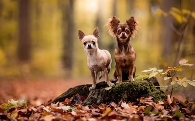 Chihuahua, small cute dogs, pets, forest, autumn, yellow leaves, decorative breeds of dogs
