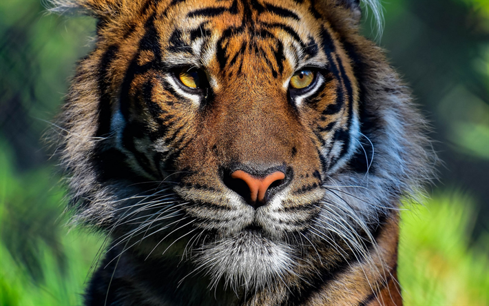 tiger, sunset, wildcat, dangerous animals, wildlife, tigers
