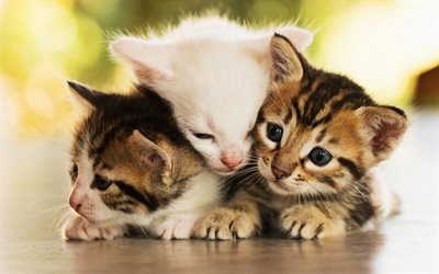 American Shorthair Cat, kittens, close-up, domestic cats, family, pets, cats, cute cat, American Shorthair