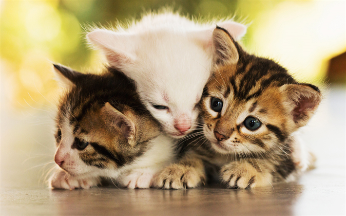 Amerikan Form Kedi, kedi yavrusu, yakın &#231;ekim, evcil kediler, aile, Evcil Hayvanlar, kedi, sevimli kedi, Amerikan Form