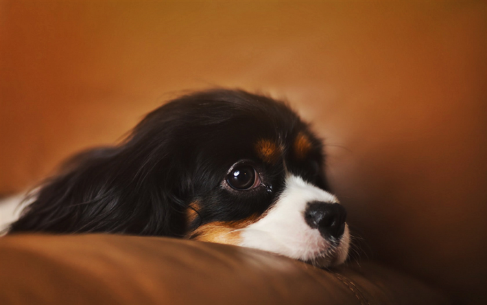 Download Wallpapers Cavalier King Charles Spaniel Puppy Bokeh Pets Cute Animals Close Up Dogs Cavalier King Charles Spaniel Dog For Desktop Free Pictures For Desktop Free