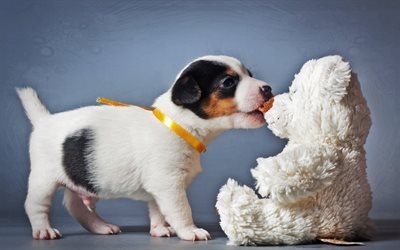 Beagle, teddy bear, cute dog, pets, puppy, dogs, small beagle, sad dog, cute animals, Beagle Dog