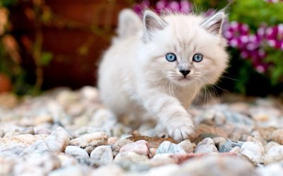 white fluffy kitten, little cute cat, pets, kitten with blue eyes, cats