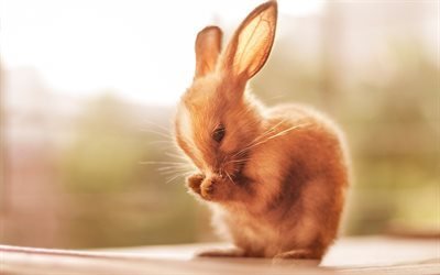 bunny, かわいい動物, 少しのバニー, 茶色のうさぎ