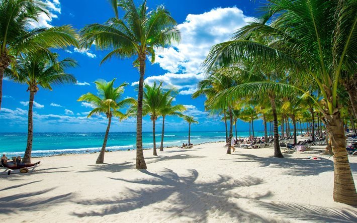 beach, ocean, palmiye ağa&#231;ları, Seyşel Adaları, tropik ada