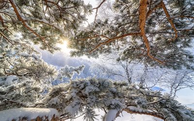 inverno, c&#233;u azul, neve, floresta, Altai, R&#250;ssia