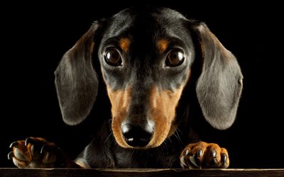 dachshund, focinho, cachorros, animais fofos, c&#227;o bonito, C&#227;o de tren&#243;