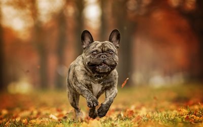 small french bulldog, autumn, dog, yellow leaves