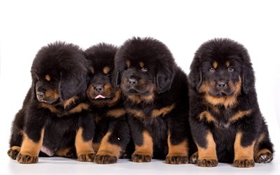 Tibetan Mastiff, 4k, puppies, dogs, family, Canis lupus familiaris, cute animals, pets