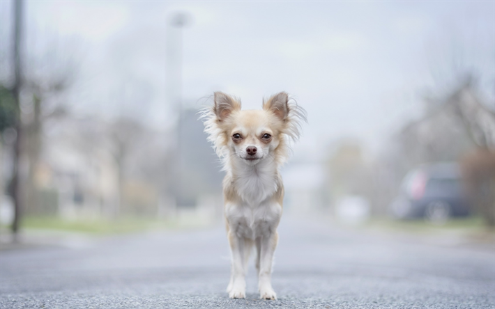 Chihuahua, c&#227;o branco, decorativos c&#227;es, animais fofos, animais de estima&#231;&#227;o