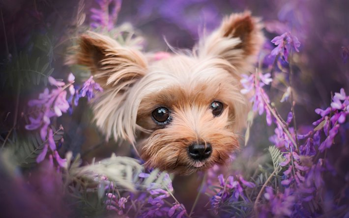 Yorkshire Terrier, lavender, Yorkie, bokeh, dogs, cute animals, fluffy dog, pets, Yorkshire Terrier Dog