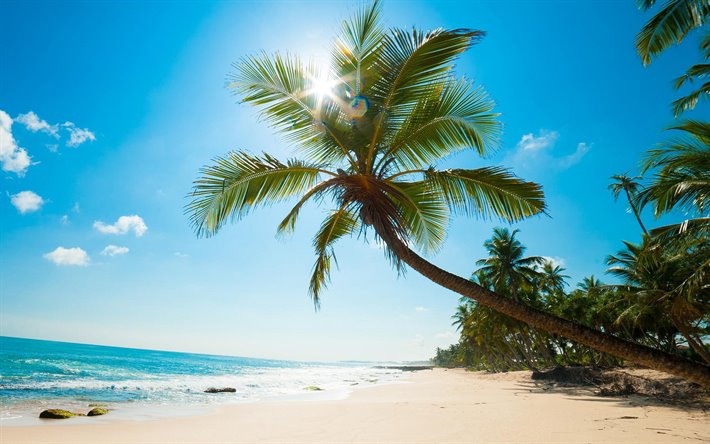 Palm tree, coast, tropical island, summer travel, seascape, ocean, caribbean