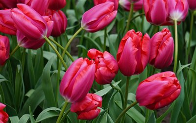 tulipas roxas, flores silvestres, tulipas, folhas verdes, fundo com tulipas roxas, lindas flores