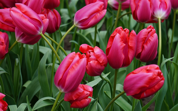 tulipani viola, fiori di campo, tulipani, foglie verdi, sfondo con tulipani viola, bellissimi fiori