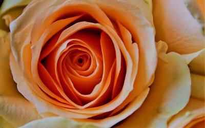 tulipunainen ruusu, makro, bokeh, helakanpunaiset kukat, ruusut, silmut, helakanpunaiset ruusut, ep&#228;selv&#228;t taustat, kauniit kukat, taustat ruusuilla, punaiset silmut