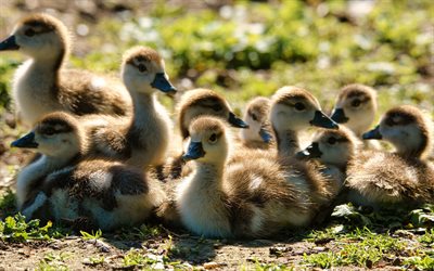 petits canetons, ferme, animaux mignons, canards, petits canards duveteux, petits animaux