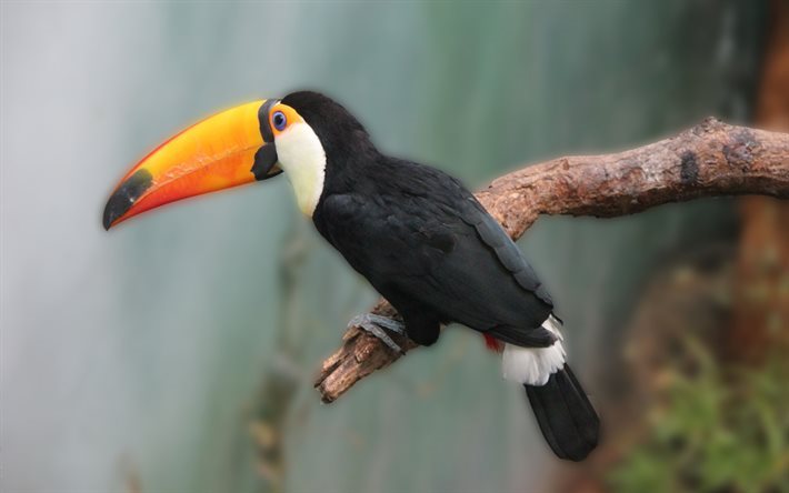 toucan, tropisk f&#229;gel, regnskogen, f&#229;glar