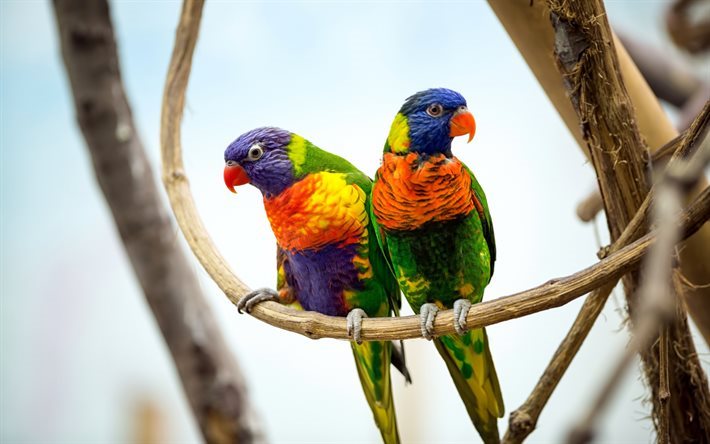 papagaios, Coco Lorikeets, p&#225;ssaro colorido, ave bonita