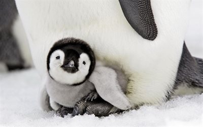 pinguino, simpatici animali, cuccioli, antartide