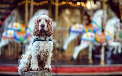 English Cocker Spaniel, curly cute dog, pets, white brown dog