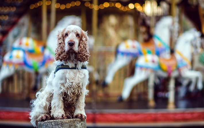 Engelsk Cocker Spaniel, curly s&#246;t hund, husdjur, vit brun hund