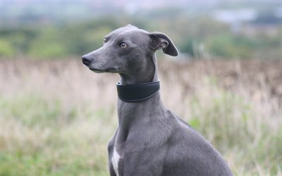 greyhound dog, English dog, pets, dogs, gray dog