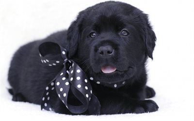 black puppy, retriever, black labrador, small dog, cute animals