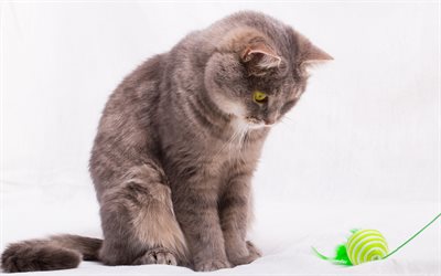 British shorthair cat, gray cat, cute animals, kitten