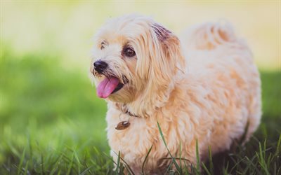 Lhasa Apso, beige long-haired dog, 4k, green grass, dog breeds, pets, brown dog