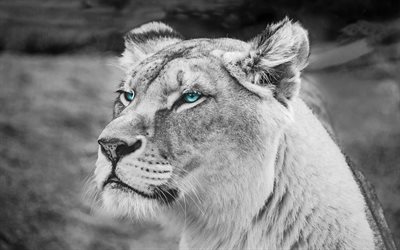 lion, 4k, monochrome, predators, muzzle, blue eyes
