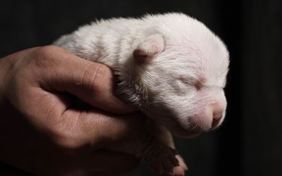 puppy in hand, little white dog, white puppy, cute animals