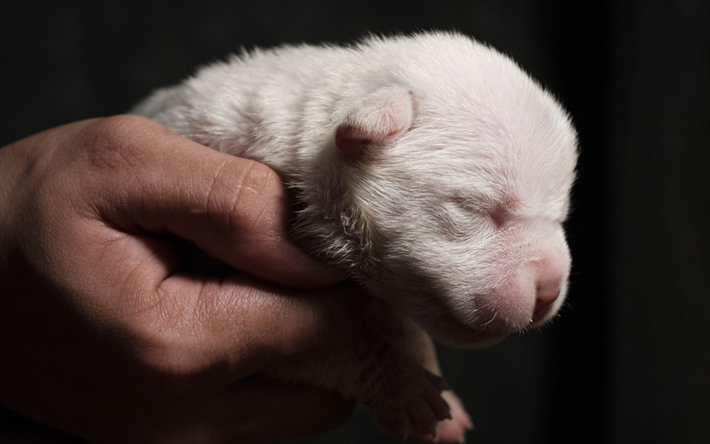 cucciolo in mano, piccolo cane bianco, bianco, cucciolo, carino animali