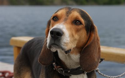 Beagle Dog, muzzle, pets, dogs, cute animals, Beagle