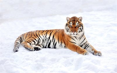 tiger, winter, snow, predator, wildlife, wild cat