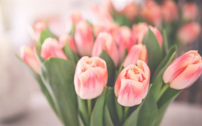 tulipes roses, bouquet de printemps, de belles fleurs, les tulipes