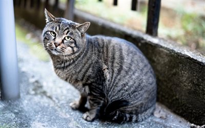 gray tabby cat, domestic cats, cats breed, cute animals