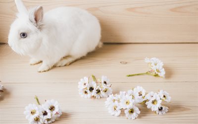 White little rabbit, cute animals, spring flowers, light wood, fluffy bunny