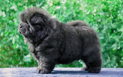 Chow Chow, fluffy dog, puppy, pets, gray Chow Chow, cute animals, dogs, Chow Chow Dog