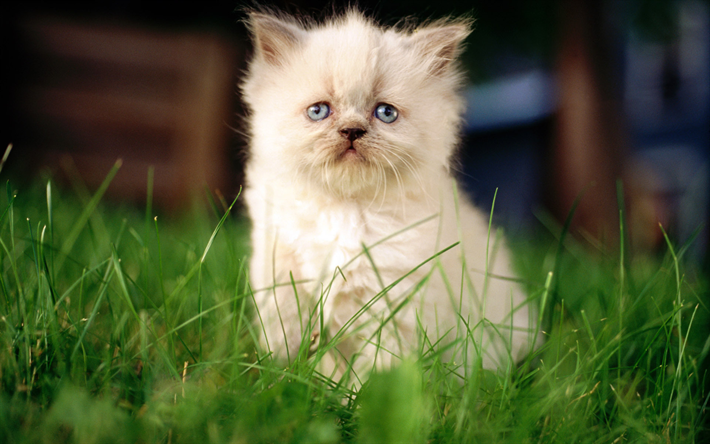 beige gatito esponjoso, la hierba verde, peque&#241;o y lindo gato, ojos azules, gatos